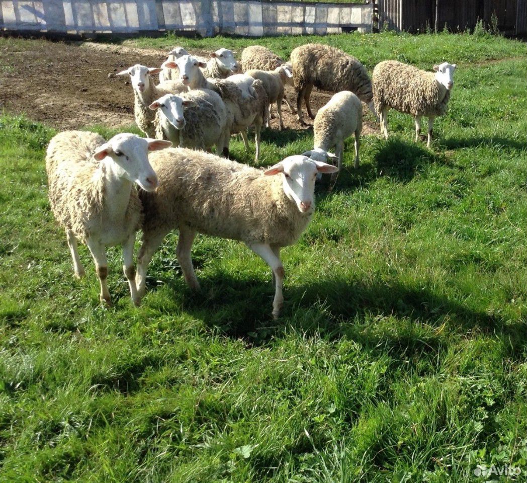 Овцы породы доро на племя купить на Зозу.ру - фотография № 5
