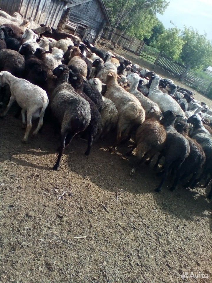 Овцы, бараны племенные купить на Зозу.ру - фотография № 10