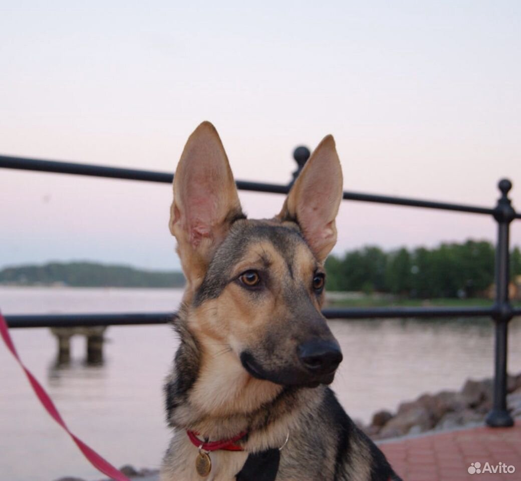 Собака Белль ищет ответственные руки купить на Зозу.ру - фотография № 4
