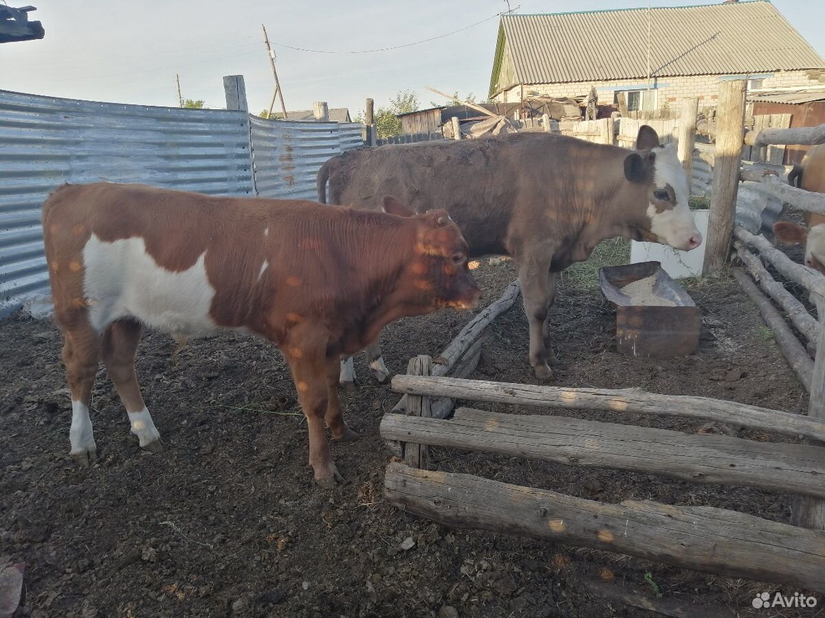 Корова с телятами купить на Зозу.ру - фотография № 6