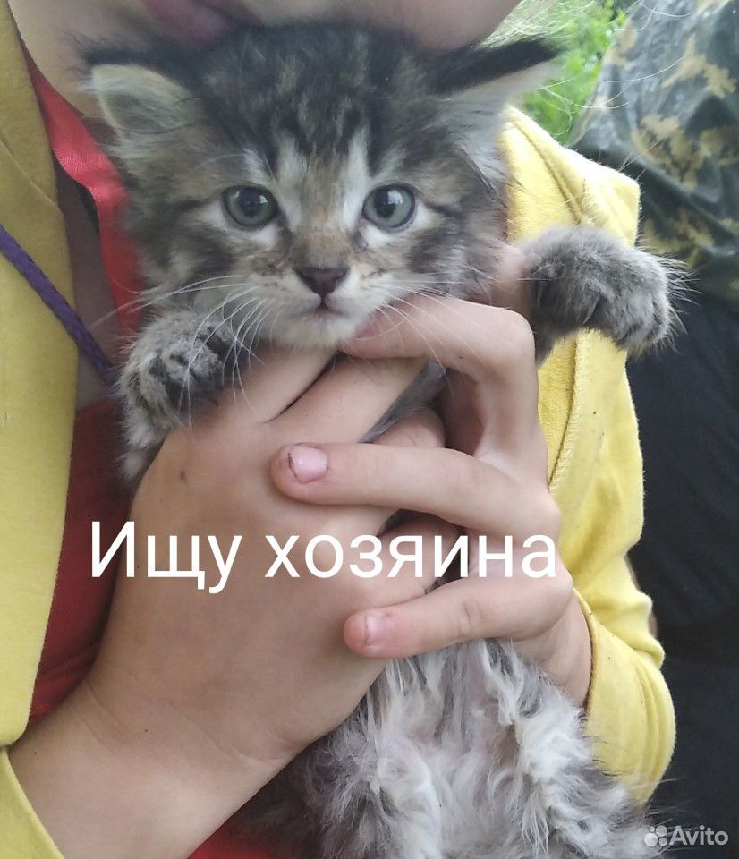 Котята ищут дом купить на Зозу.ру - фотография № 1