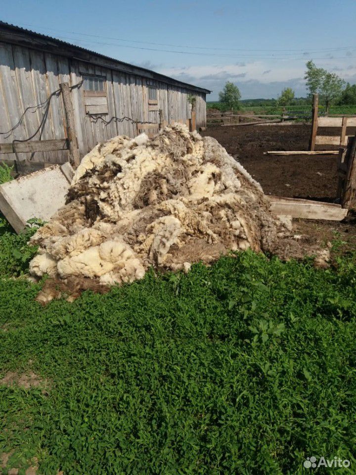 Шерсть овечья бесплатно купить на Зозу.ру - фотография № 1