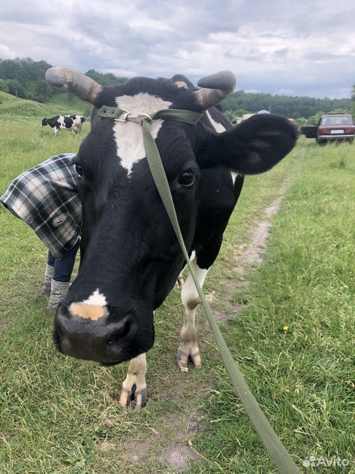 Корова голландская порода купить на Зозу.ру - фотография № 1