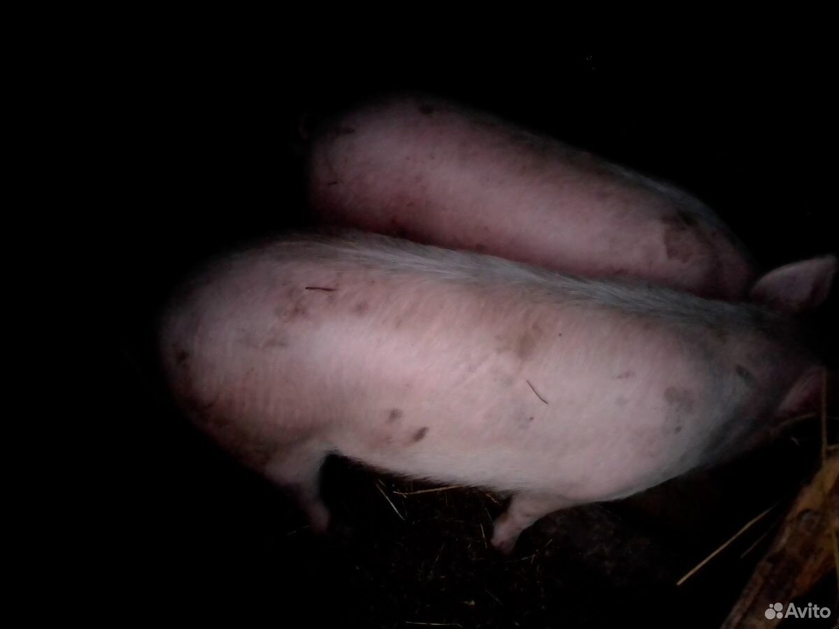 Продам свинью купить на Зозу.ру - фотография № 2