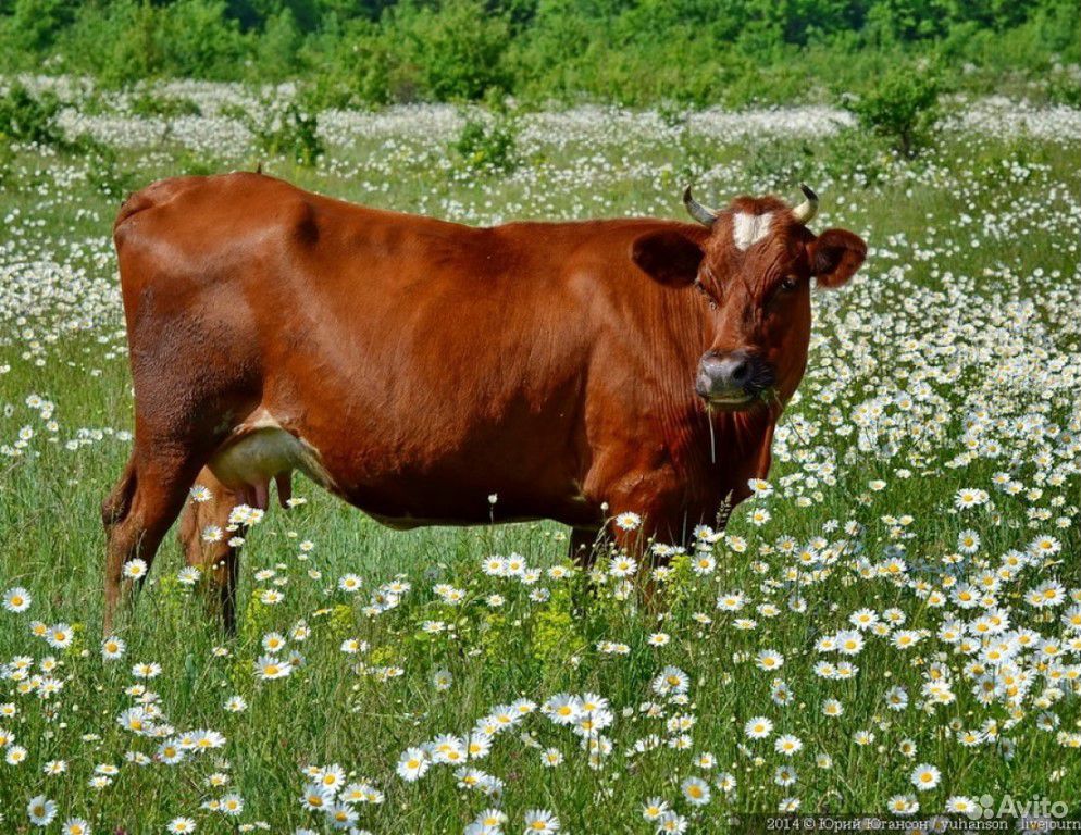 Коровы, телята (крс) купить на Зозу.ру - фотография № 1