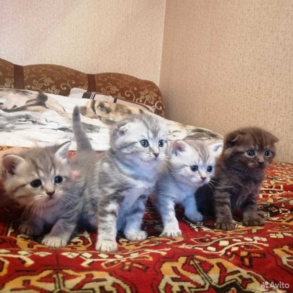Шотланские котята купить на Зозу.ру - фотография № 1