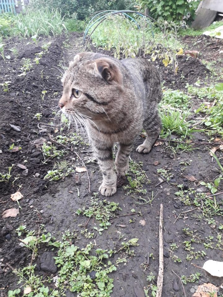 Найден котик, ищем его хозяина купить на Зозу.ру - фотография № 2