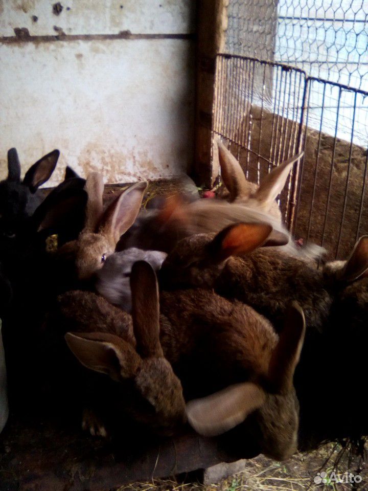 Кролики.фландеры купить на Зозу.ру - фотография № 3