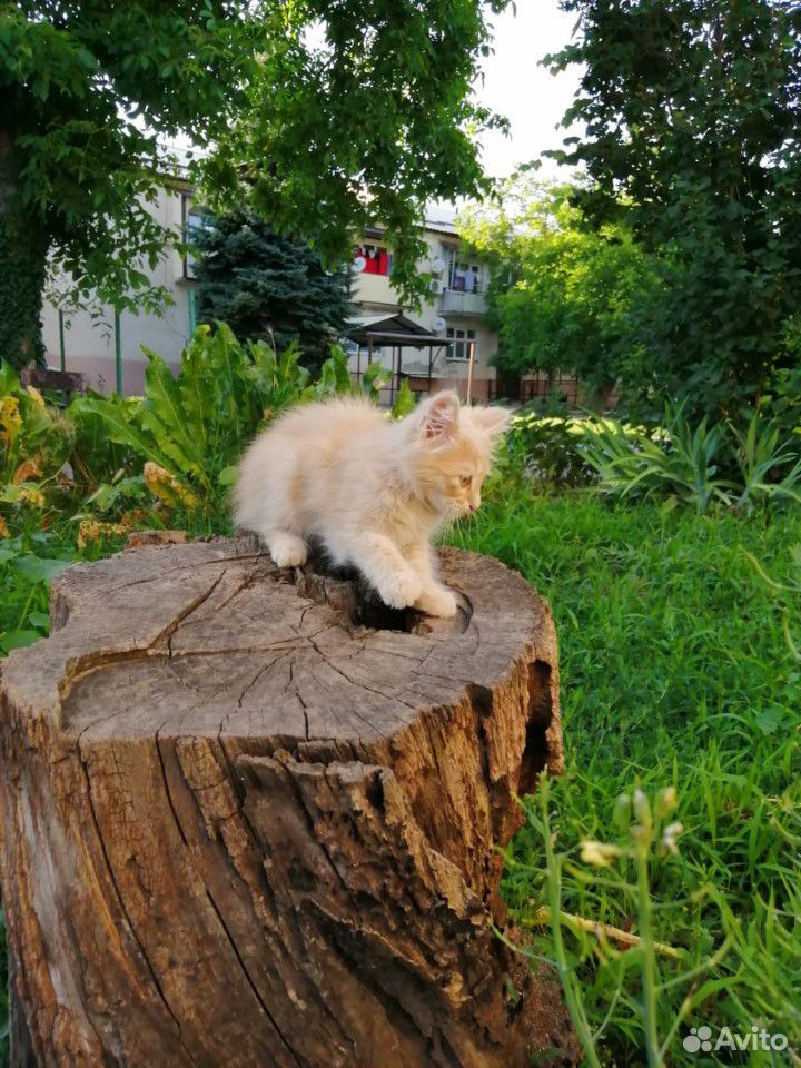 Котик 2,5-3 месяца купить на Зозу.ру - фотография № 2