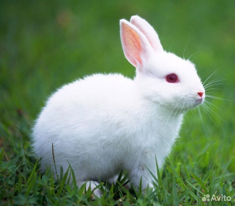 Крольчата 2-3 месяца купить на Зозу.ру - фотография № 1