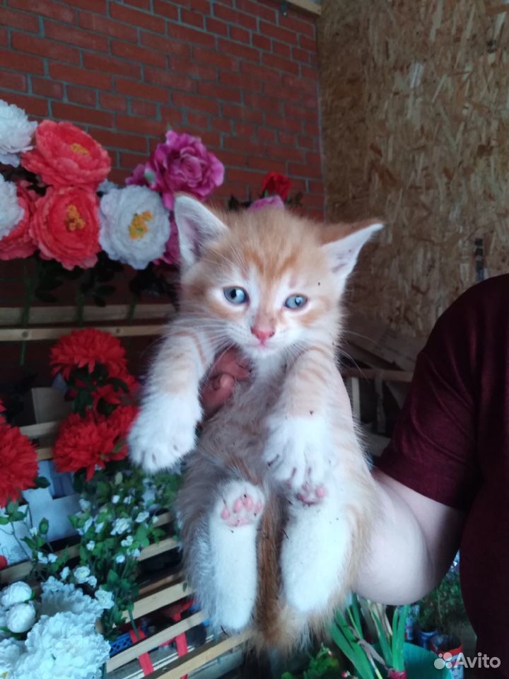Очаровательные котята в добрые руки купить на Зозу.ру - фотография № 3