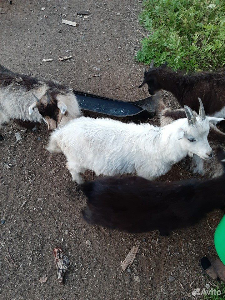 Продаются дойные козы купить на Зозу.ру - фотография № 3