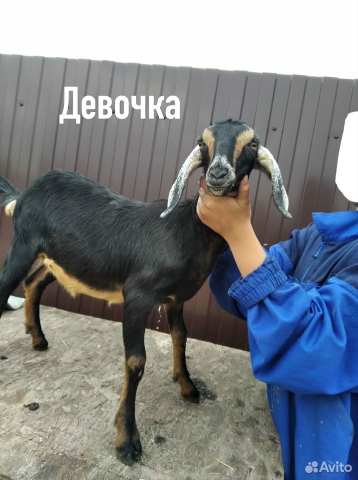 Нубийские козлята купить на Зозу.ру - фотография № 2