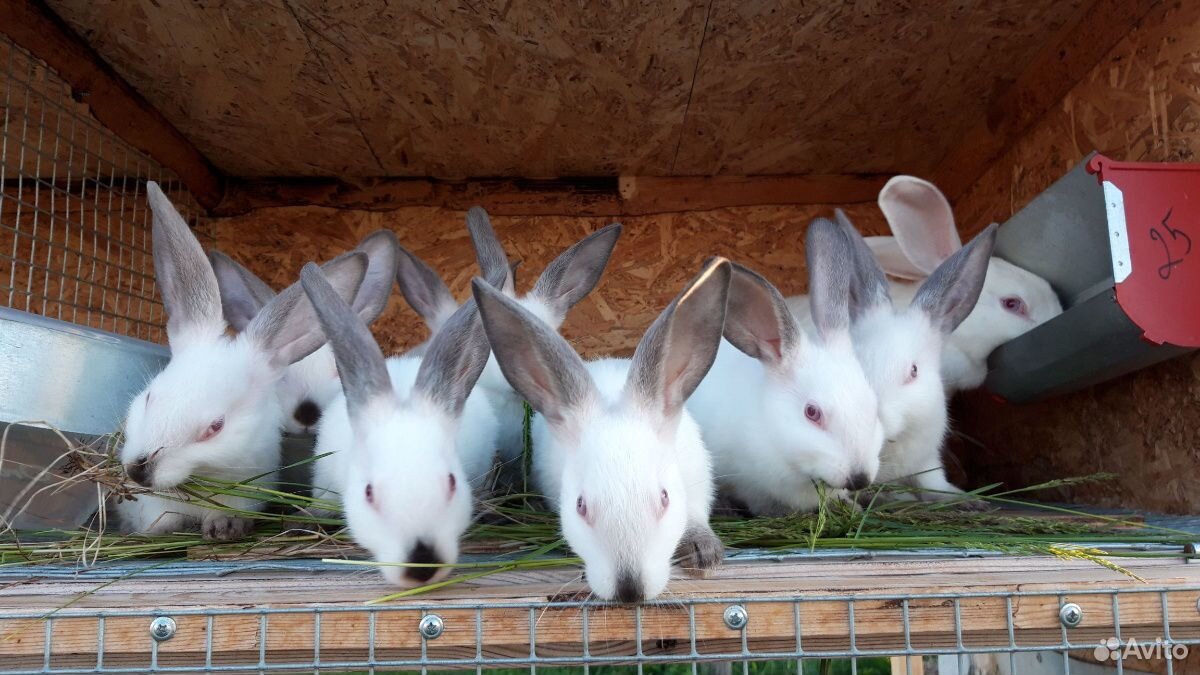 Кролики 107 дней купить на Зозу.ру - фотография № 1