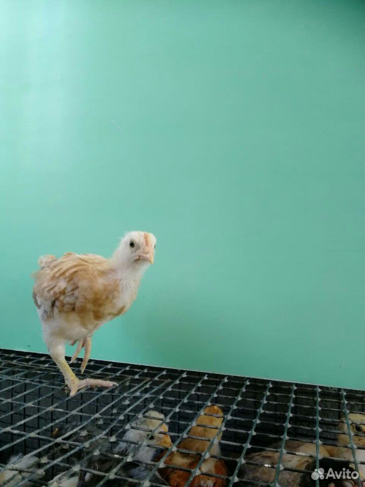 Цыпленок купить на Зозу.ру - фотография № 4