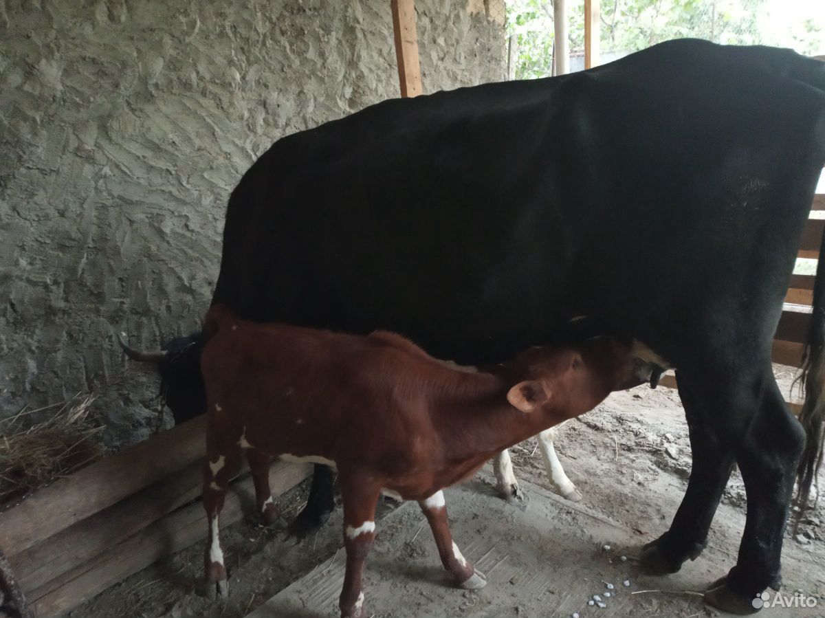 Корова с теленками купить на Зозу.ру - фотография № 4