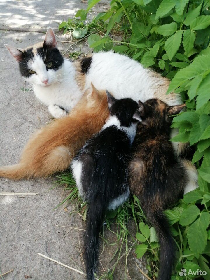 Котята от кошки-крысоловки купить на Зозу.ру - фотография № 4