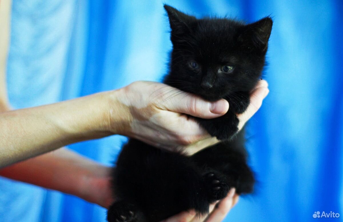 Черные котята, мальчики, 2 месяца купить на Зозу.ру - фотография № 8