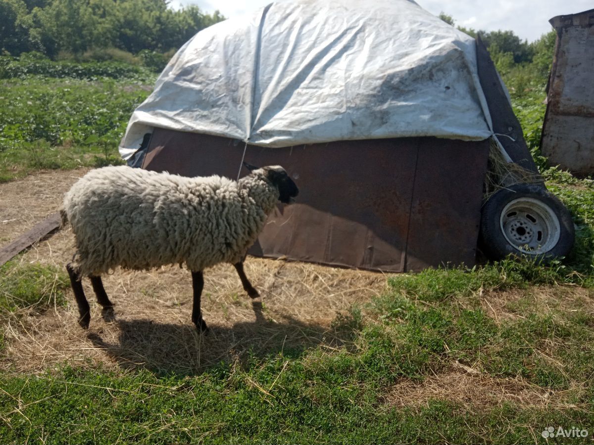 Овца скотная +с ягноком купить на Зозу.ру - фотография № 2