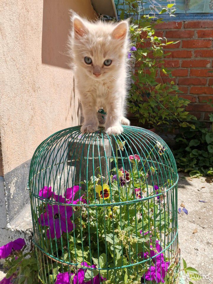 Котенок купить на Зозу.ру - фотография № 4