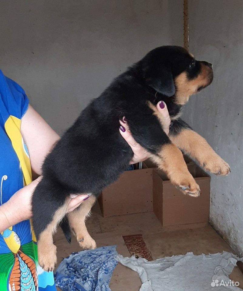 Продаю щенка порода ротвейлер купить на Зозу.ру - фотография № 10