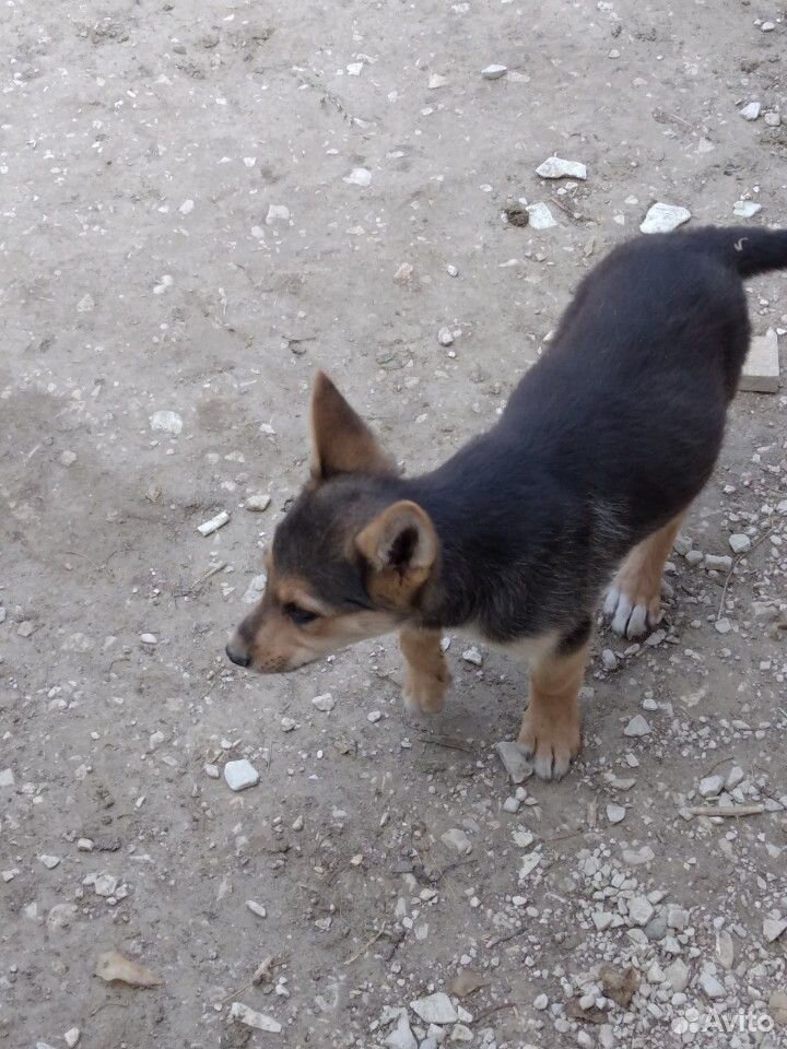 Собака немецкая щенок 3 месяц купить на Зозу.ру - фотография № 3
