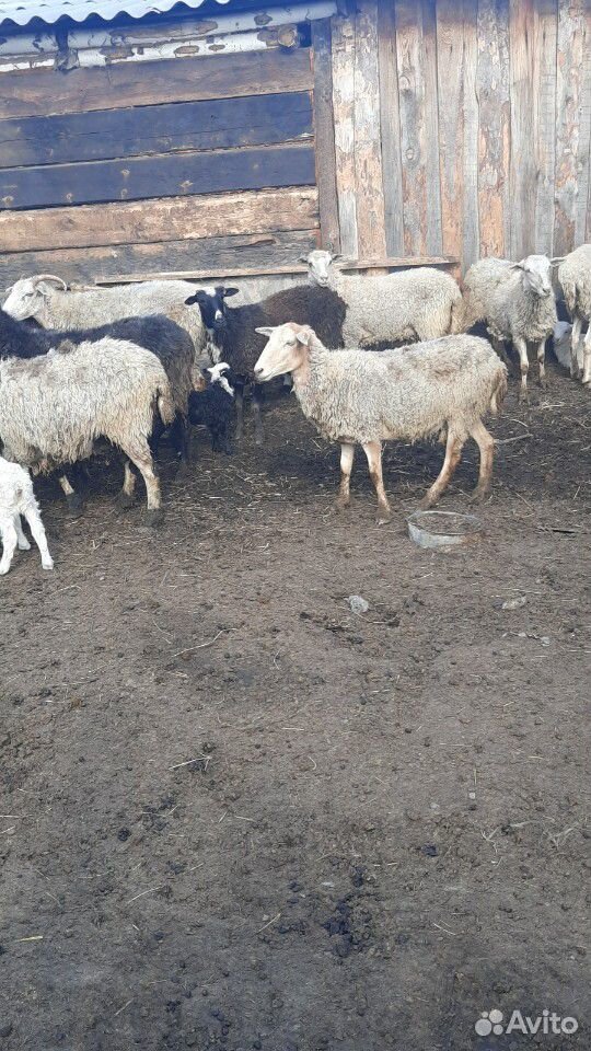 Овцы с ягнятами купить на Зозу.ру - фотография № 6