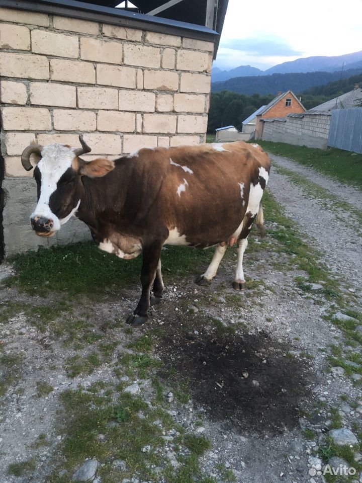 Дойная корова с телёнком купить на Зозу.ру - фотография № 3