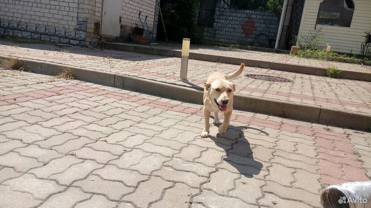 Найдена собака купить на Зозу.ру - фотография № 3