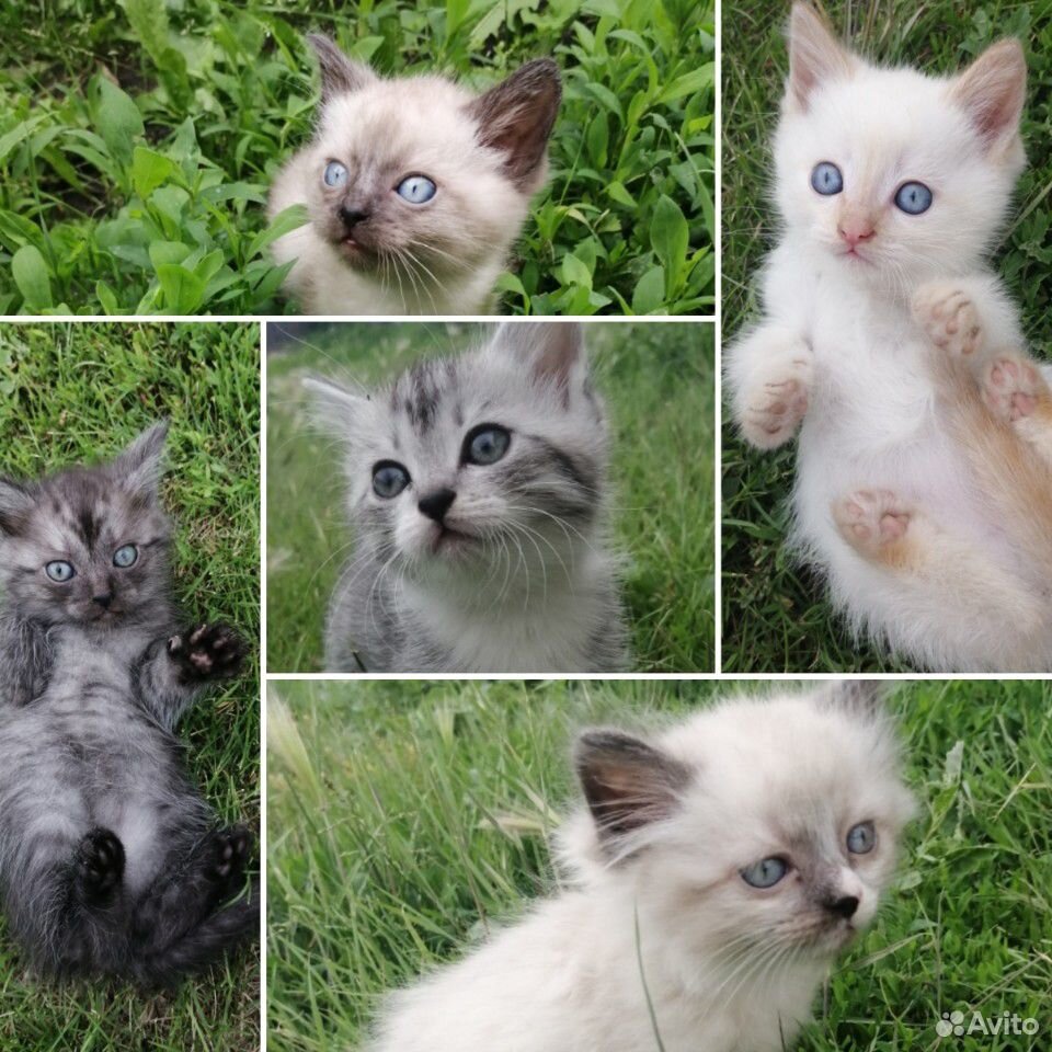 Котятам 1,5 месяца, ищут дом купить на Зозу.ру - фотография № 1