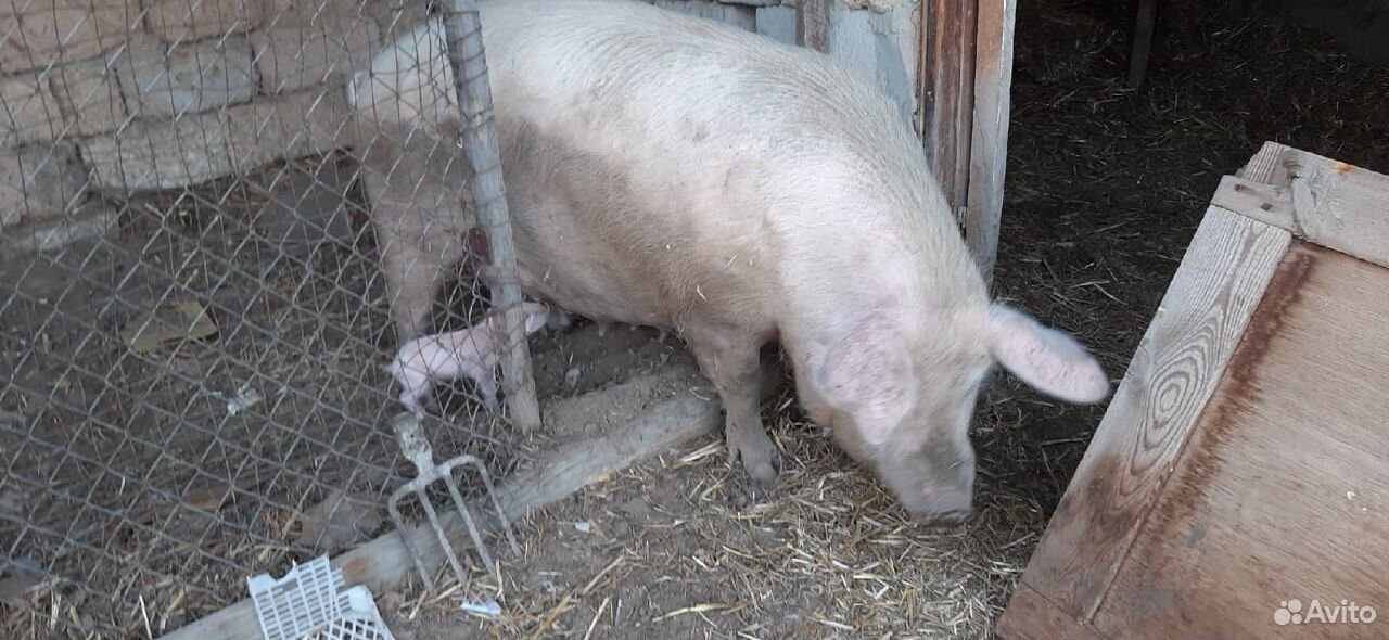 Свинья,порода мясная Ландрас купить на Зозу.ру - фотография № 1