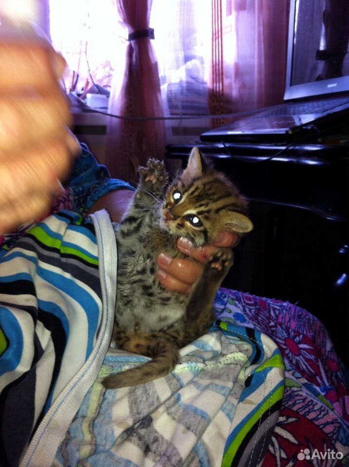 Азиатская леопардовая кошка ириска купить на Зозу.ру - фотография № 3