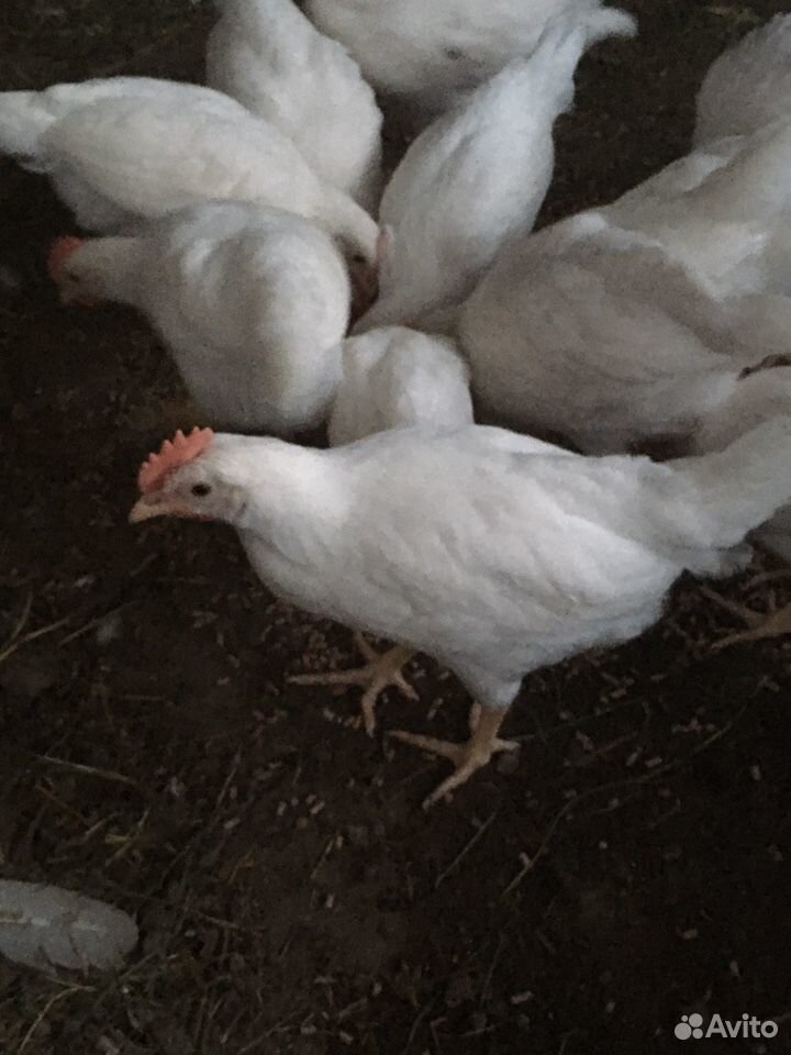 Цыплята (молодые петушки) купить на Зозу.ру - фотография № 3