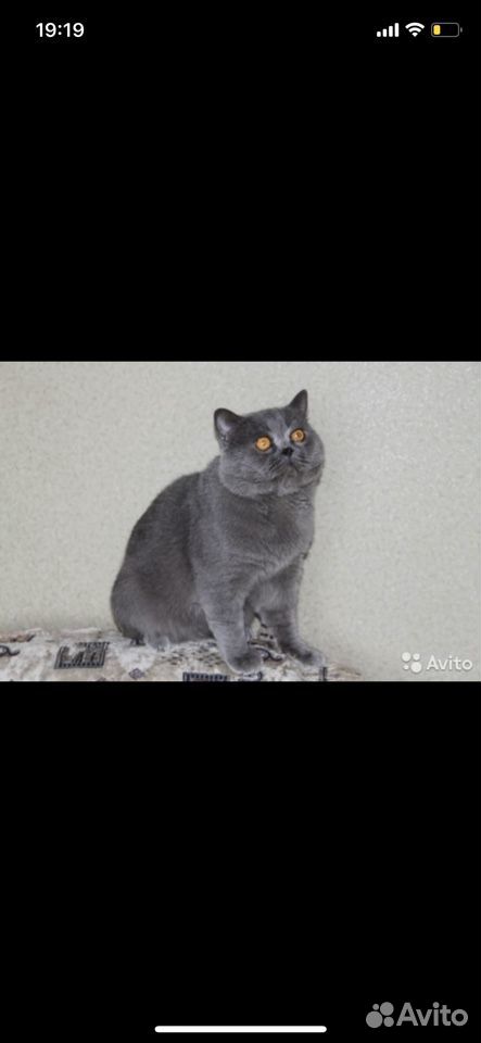 Продам шотландских котят купить на Зозу.ру - фотография № 9