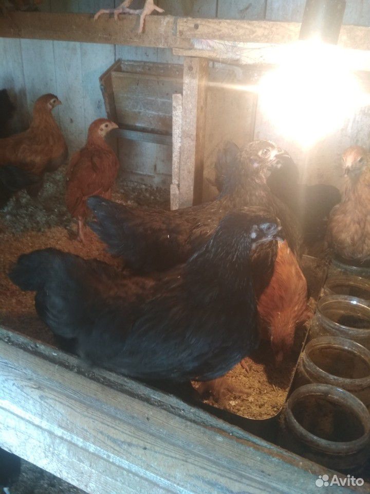 Цыплята 1,5 месячные купить на Зозу.ру - фотография № 5