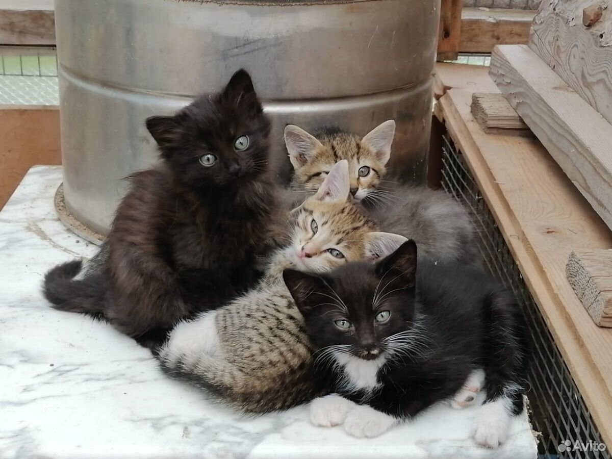 Котячки мелкие купить на Зозу.ру - фотография № 1