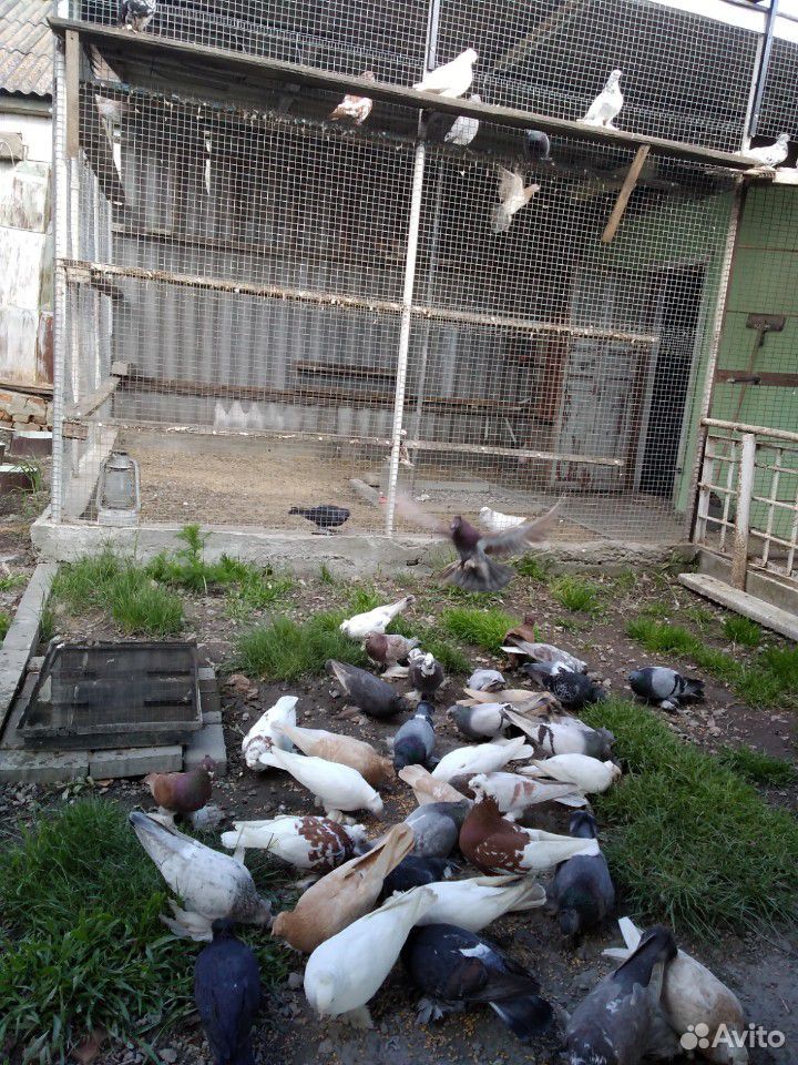 Узбекские голуби купить на Зозу.ру - фотография № 9