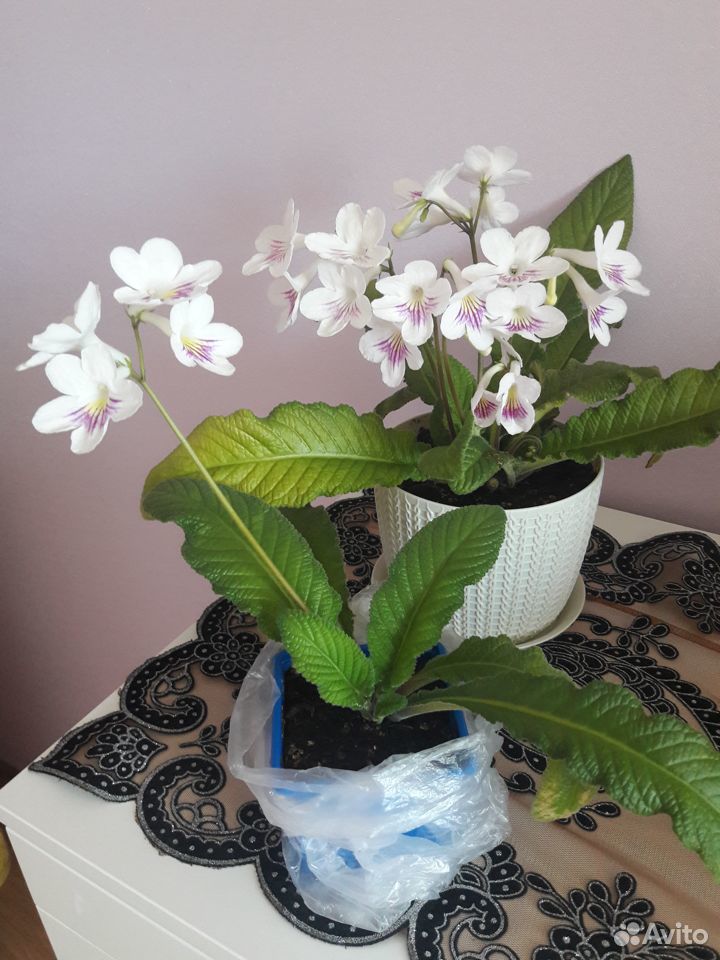 Комнатные цветы Стрептокарпусы купить на Зозу.ру - фотография № 1