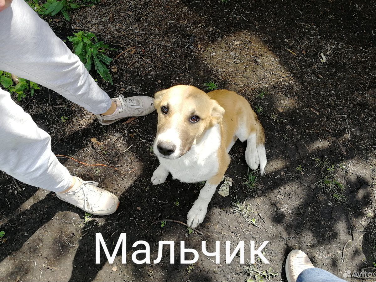 Отдаются в добрые руки щенки купить на Зозу.ру - фотография № 4