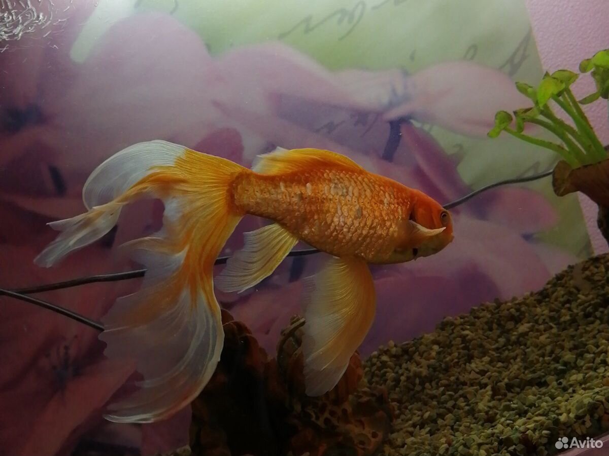 Золотая рыбка с аквариумом купить на Зозу.ру - фотография № 2
