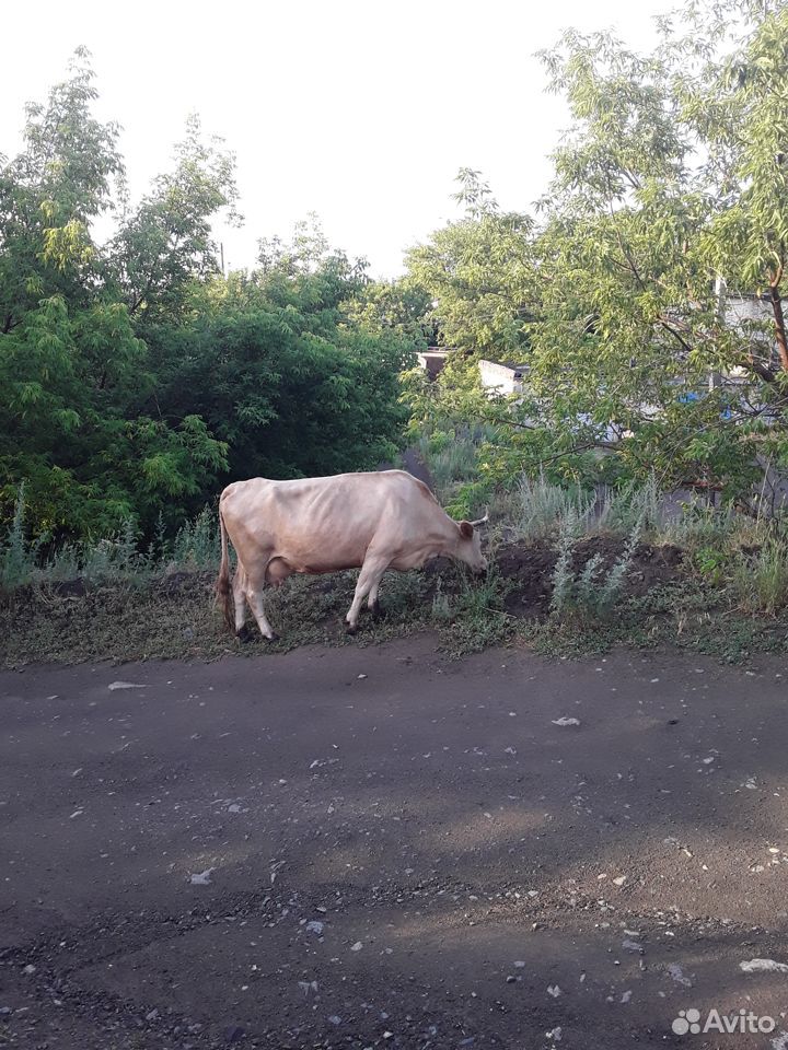 Корова, теленок купить на Зозу.ру - фотография № 2