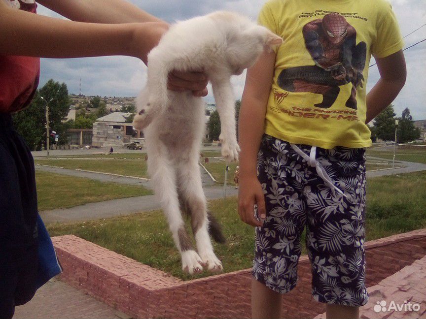 Кот купить на Зозу.ру - фотография № 3