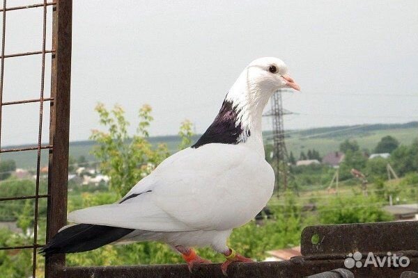 Бакинские бойные голуби купить на Зозу.ру - фотография № 2