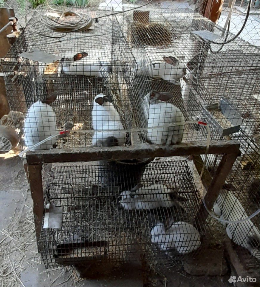 Кролики колифорнийские купить на Зозу.ру - фотография № 7