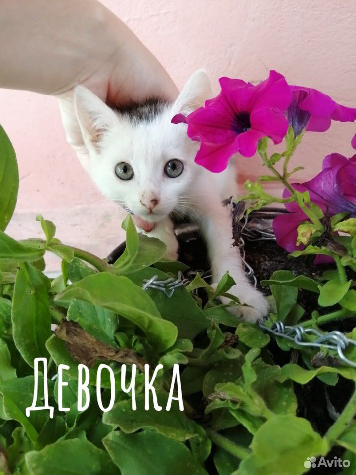 Котята ищут семью купить на Зозу.ру - фотография № 6