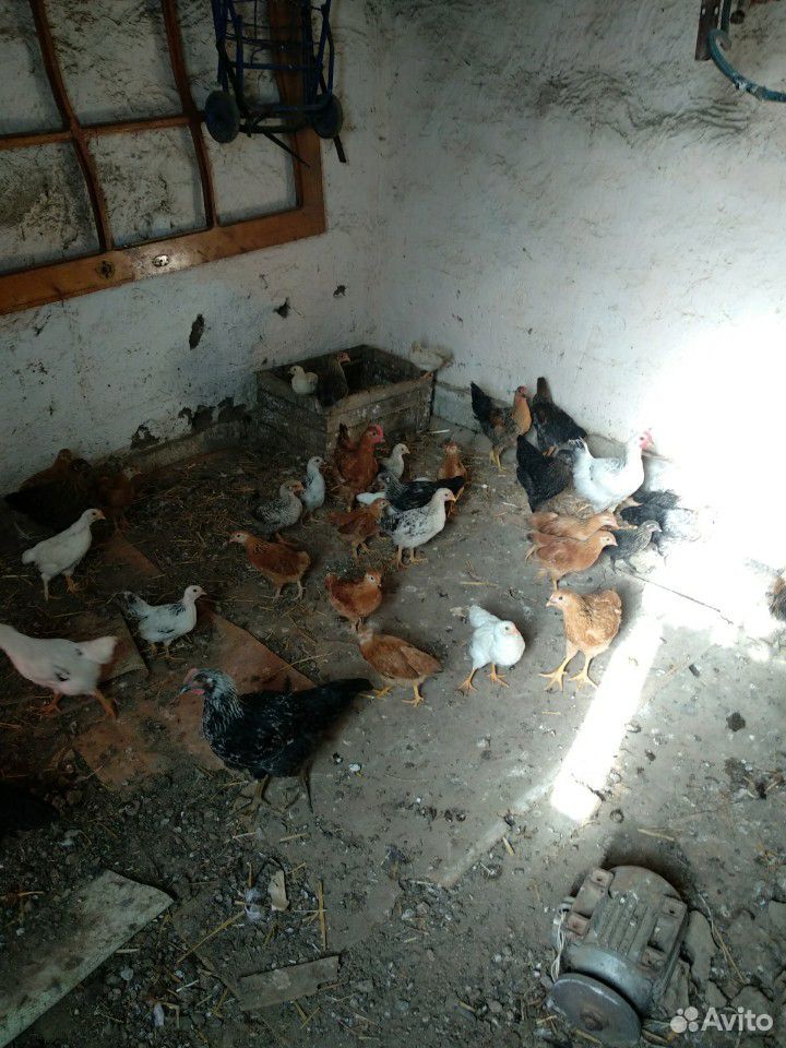 Цыплята домашние гучинка,серебристки купить на Зозу.ру - фотография № 4