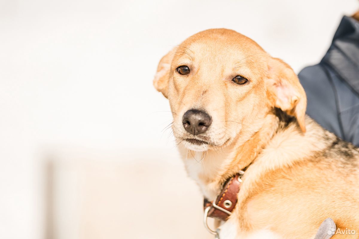 Забавная собака риша ищет дом купить на Зозу.ру - фотография № 1