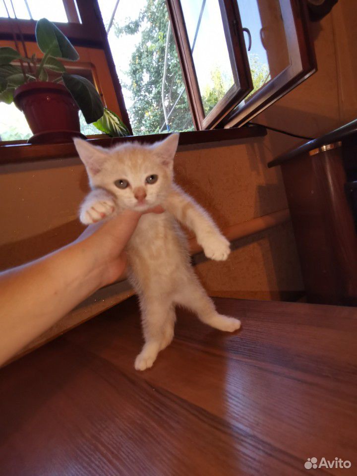 Рыженькие котятки купить на Зозу.ру - фотография № 6
