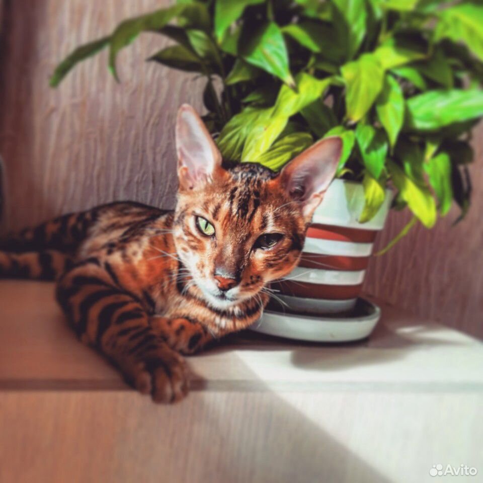 Бенгальский кот на вязку купить на Зозу.ру - фотография № 7