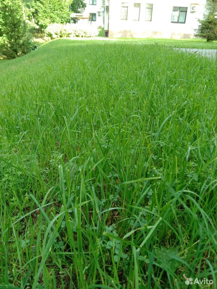 Трава свежескошенная и спревшая купить на Зозу.ру - фотография № 2